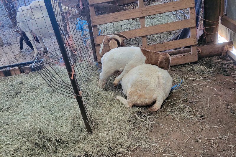 sleeping goats